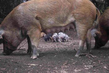 elevage de cochon de la charcuterie a tassinca - corse