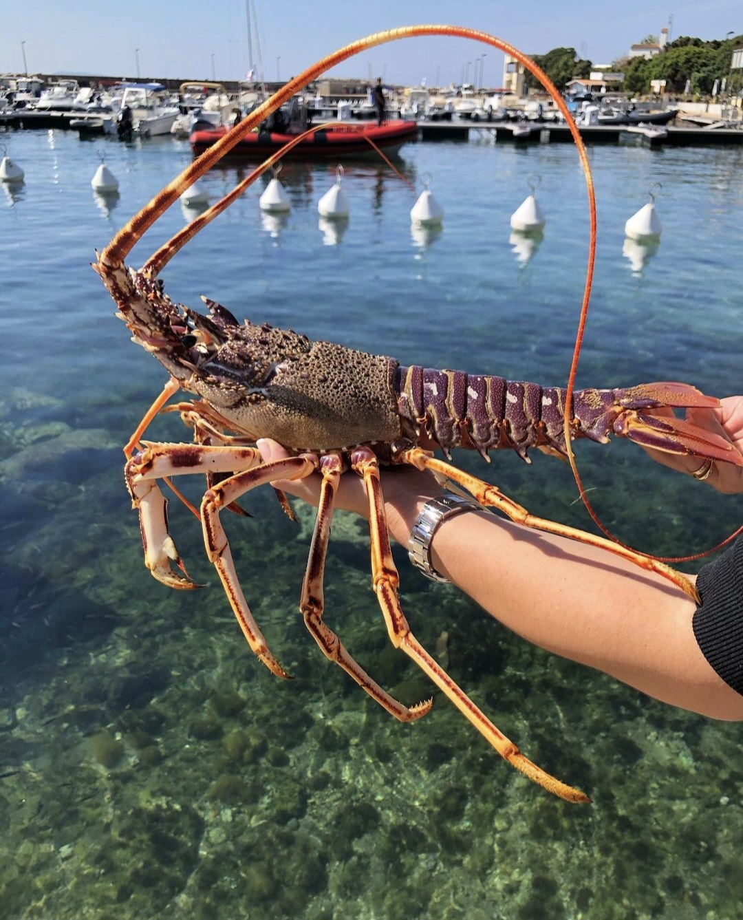 Présentation langouste - Restaurant L'agula Marina à cargèse