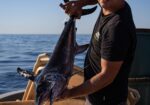 peche d'un espadon - bateau mare et gustu