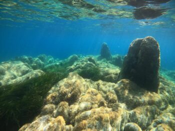 decouvrez la flore sous marine - splurà propriano