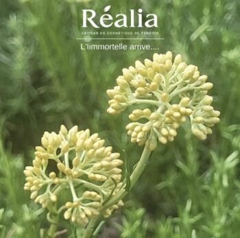 immortelle - realia cosmetic